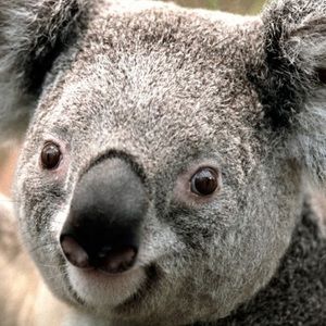 Meet your Posher, Caroline